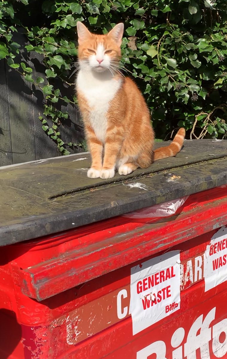 When someone refers to you as a ‘Binfluencer’ and the FC is still chortling at you