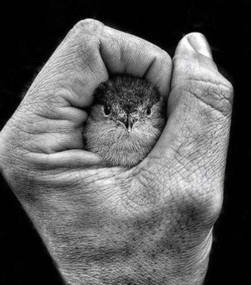 ...kayıtsız insandan, sevgiyi beklemekle 
zulüm yapandan, adeleti beklemek
ne çok benziyor birbirine...

yaşamda sevgi ve adaletle yol almak dileğiyle🙏
huzurlu akşama❤️🕊