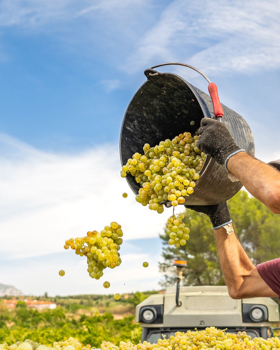 Ca N'Estruc tweet media