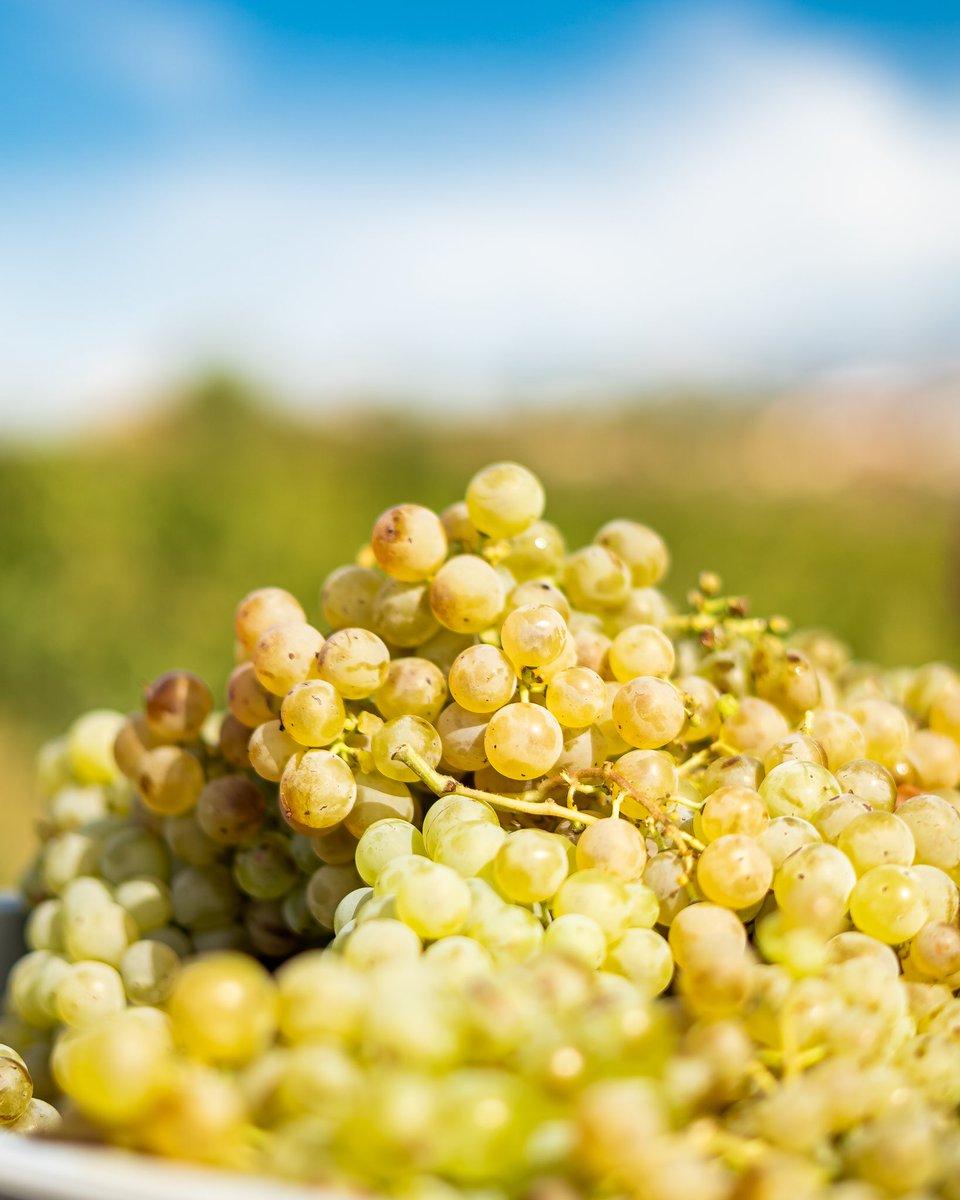 Ca N'Estruc tweet media