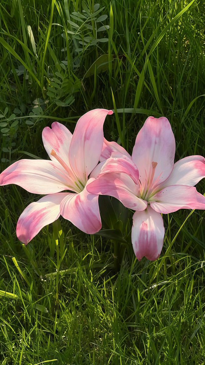 onlyyouforeveer's tweet image. 