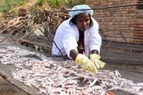 Javan_rw's tweet photo. Post-harvest losses hurt farmers’ income and food security. 🌾 Proper handling, drying, storage, and timely transport keep your harvest safe and profitable. ✅
#PostHarvest #FoodSecurity #FarmersTips #Agriculture #CropManagement #ReduceLosses #HarvestSmart #AgriTech https://t.co/ihLALgGBai