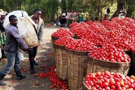 Javan_rw's tweet photo. Post-harvest losses hurt farmers’ income and food security. 🌾 Proper handling, drying, storage, and timely transport keep your harvest safe and profitable. ✅
#PostHarvest #FoodSecurity #FarmersTips #Agriculture #CropManagement #ReduceLosses #HarvestSmart #AgriTech https://t.co/ihLALgGBai