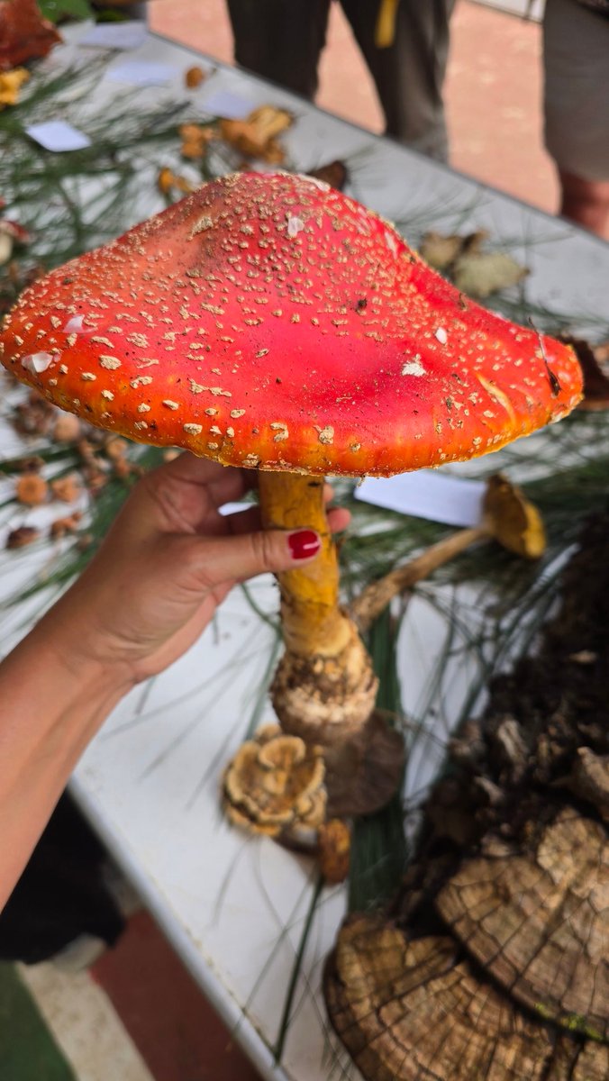 María José 🍄👁️✨ tweet media