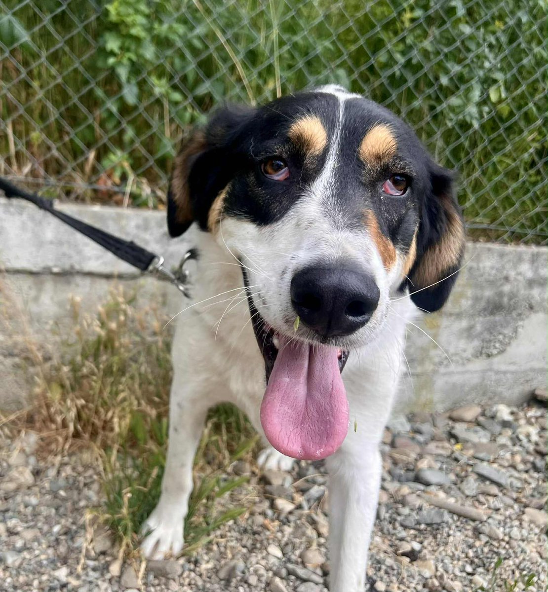 rescuedoggypaws's tweet image. A beautiful pair of bonded dogs
TOFFEE and TREACLE are just two years old and large size
They absolutely love humans and are looking for an experienced, patient and loving home together.  Toffee and Treacle are with 1 Dog At A Time Rescue UK
1dogatatimerescue.org
#Hertfordshire