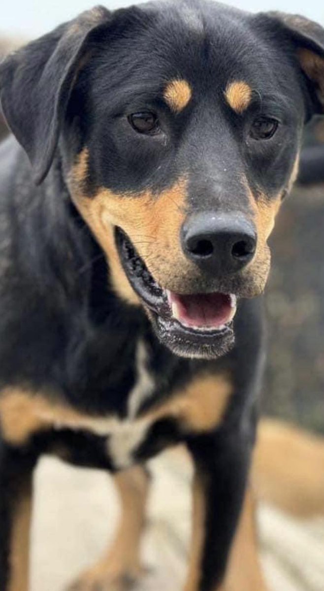 rescuedoggypaws's tweet image. A beautiful pair of bonded dogs
TOFFEE and TREACLE are just two years old and large size
They absolutely love humans and are looking for an experienced, patient and loving home together.  Toffee and Treacle are with 1 Dog At A Time Rescue UK
1dogatatimerescue.org
#Hertfordshire