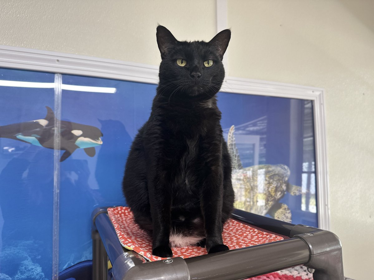 #COTD Rexie is an independent, FIV+/FeLV+ lady who knows what she wants! She's a playful girl with teeny paws who loves attention! She was the first of the Ohio Gang to make BCR her home by dive-bombing a catnip bed!

Read more: blindcatrescue.com/cats/rexie.htm