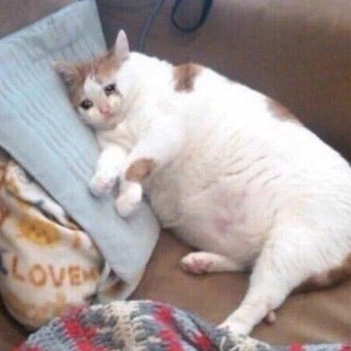 🥭🍒🍓🍍🍉🥝🍈 tweet media