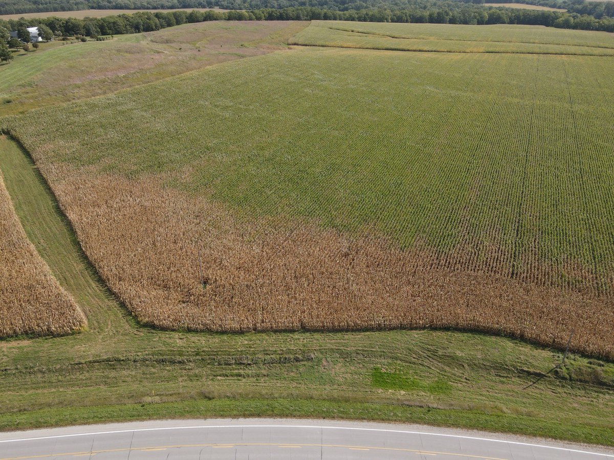 2nd Trip Fungicide/Southern Rust checkstrip on corn sprayed Aug 8 w generic Quilt.  It worked.  Mahaska/Marion County line, IA