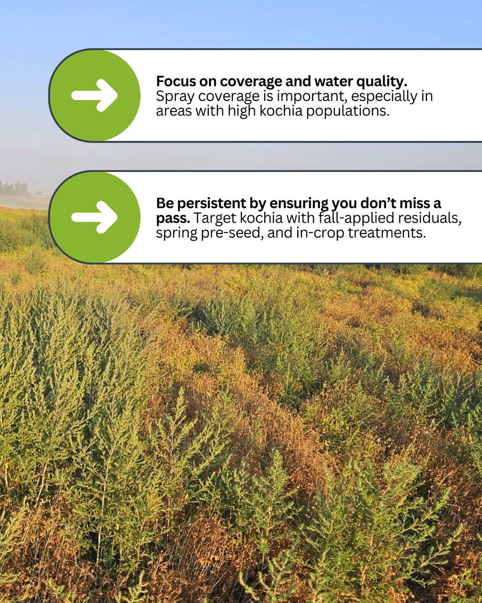 Did you know a single kochia plant can produce over 15,000 seeds?  

This weed is persistent and growing increasingly resistant to multiple herbicide groups. Here are some best practices to help you get ahead for next season.  

As you’re watching fields from the combine this