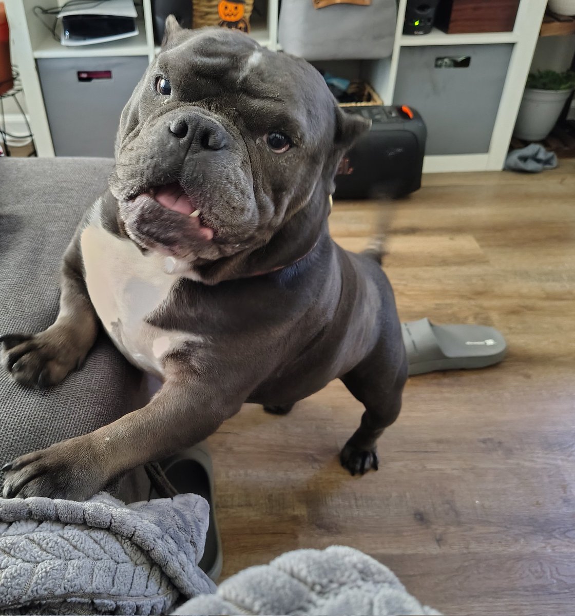 _AlleyAwesome's tweet photo. Happy Monday, may your coffee be strong, and legs long enough to get up on the couch ๐
*Or have someone who lifts ya up when needed #ChunkLife https://t.co/HedjO8H9CS