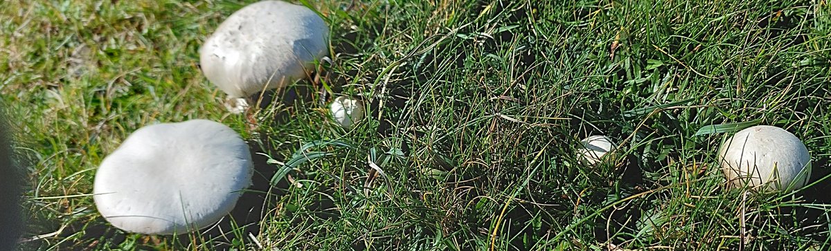 Very exciting, found some lovely mushrooms.