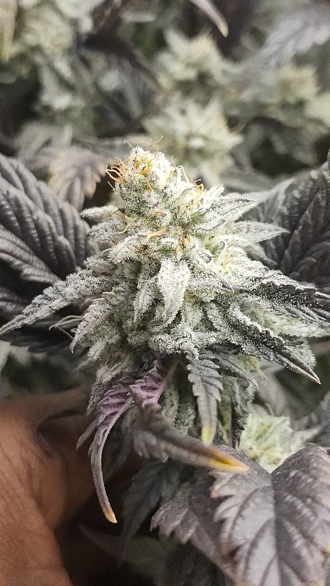 Still shots. #Pot_break #Budflood 
Space Panda #2