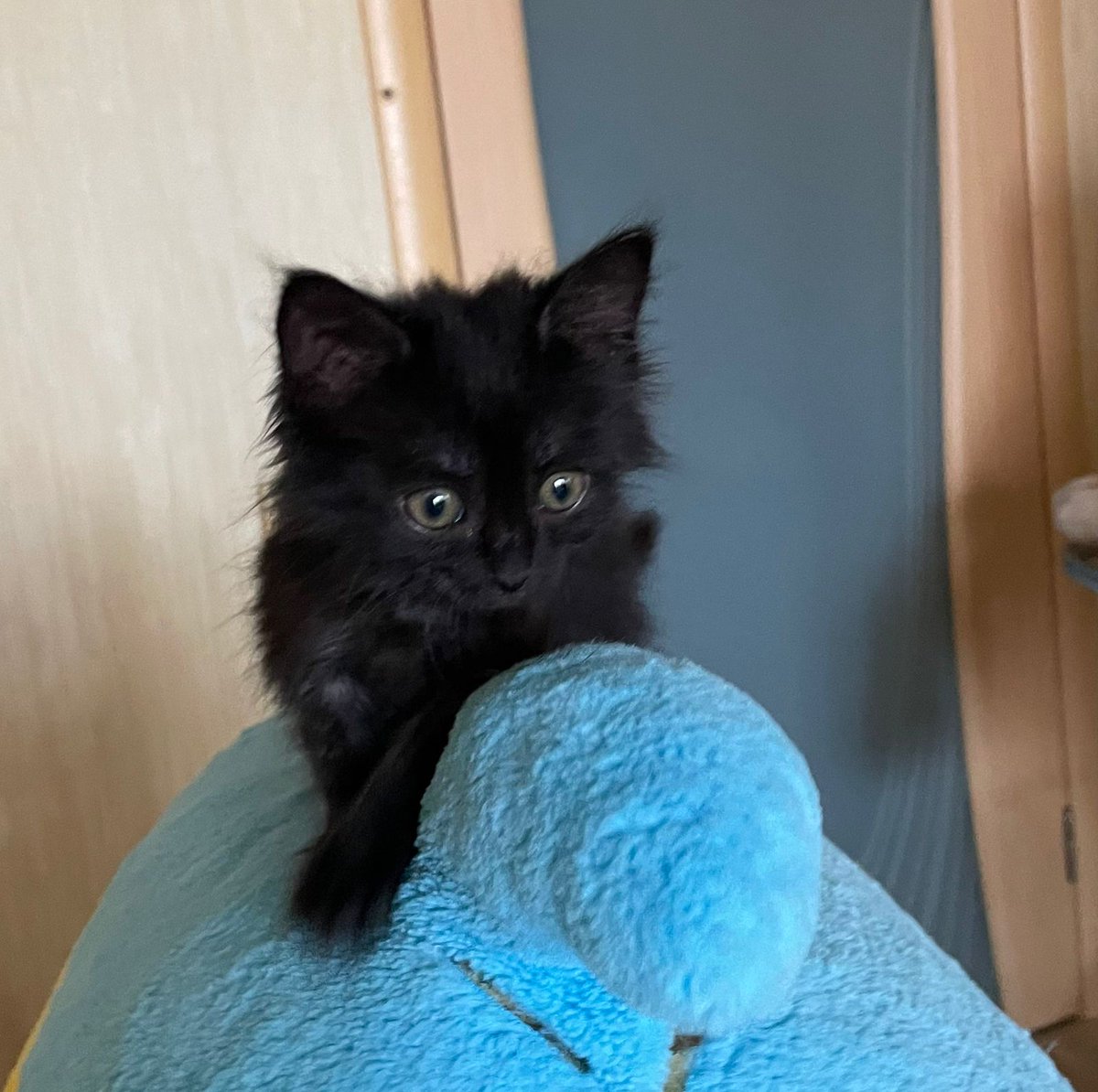 Oksana11451495's tweet image. #Самара #ищудом 
Наши кото детки ищут своих кото- усыновителей. Все прекрасны🤗.
1- е фото, девочка, остальные пацаны😉
Тел. 89276016828