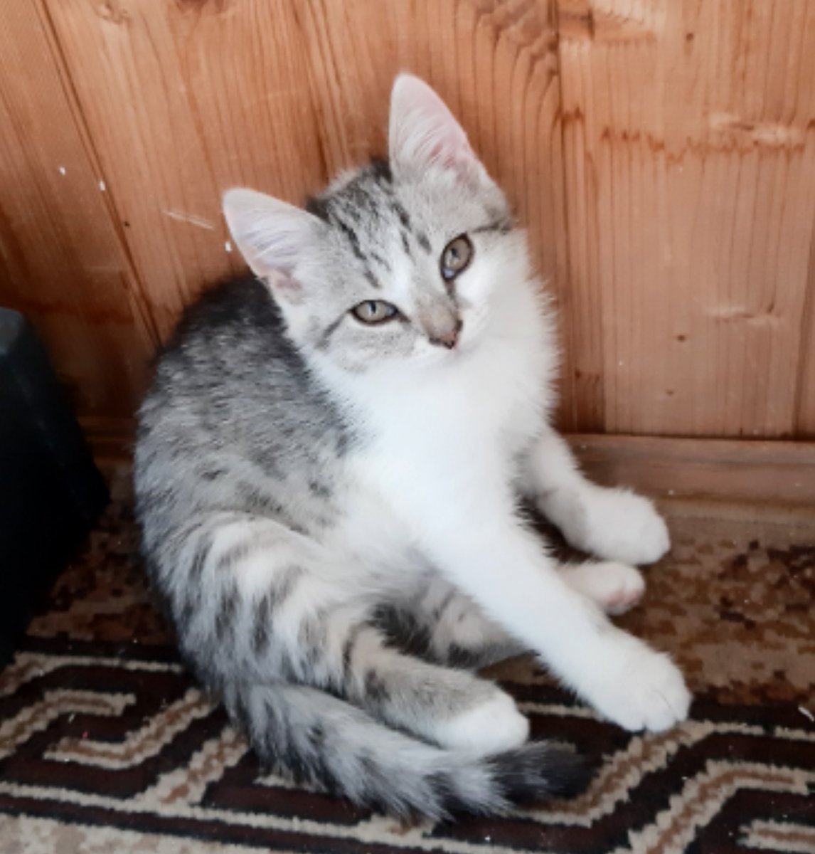 Oksana11451495's tweet image. #Самара #ищудом 
Наши кото детки ищут своих кото- усыновителей. Все прекрасны🤗.
1- е фото, девочка, остальные пацаны😉
Тел. 89276016828
