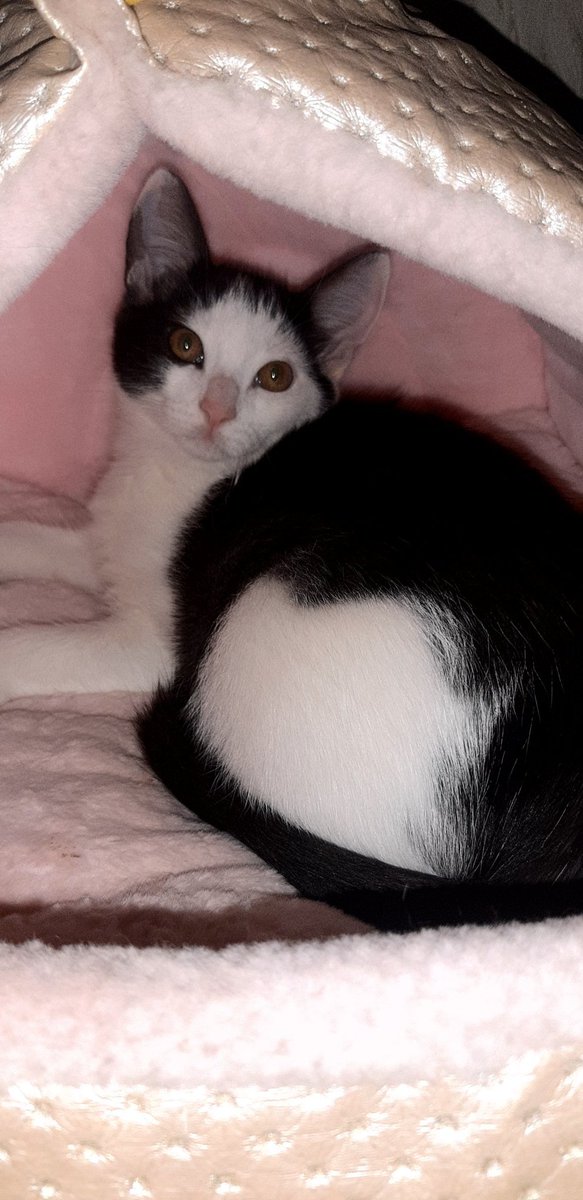 Oksana11451495's tweet image. #Самара #ищудом 
Наши кото детки ищут своих кото- усыновителей. Все прекрасны🤗.
1- е фото, девочка, остальные пацаны😉
Тел. 89276016828