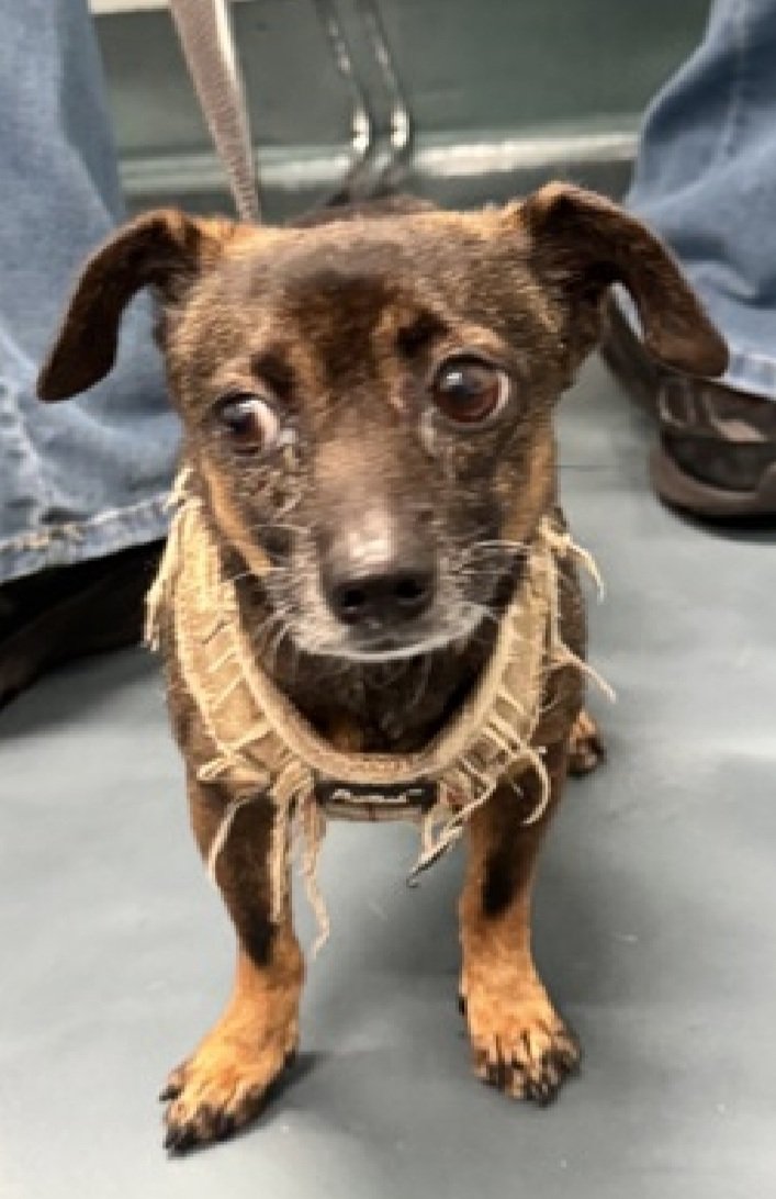 MorgFairsdogs's tweet image. Tony 234758
#NewIntake #NYCACC #RescueOnly 
A cute little 9 lb, 6 yr old boy
Intensely fearful, shaking and trembling
Due to this he is marked New Hope Only 
Let&apos;s find Tony a nice home!
nycacc.app/browse/234758
#Pledge4Rescue #foster #adopt
