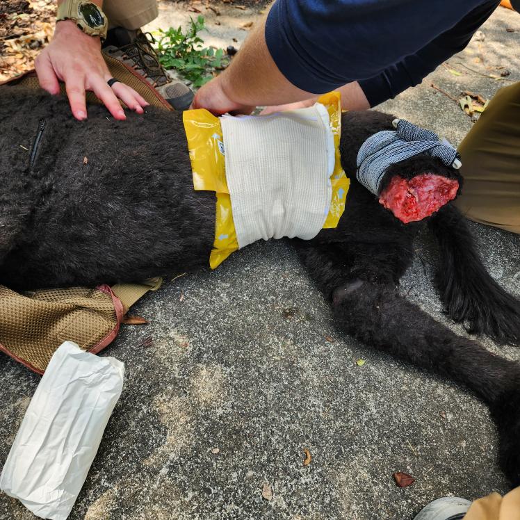 TacticalMedical's tweet image. Scenario based training with Diesel provides #k9handlers with realistic, hands-on experience in wound management, using the OLAES® Modular Bandage to practice skills that can make the difference in real emergencies.

Photos: Triad Medical Training

#k9unit #medic #lawenforcement