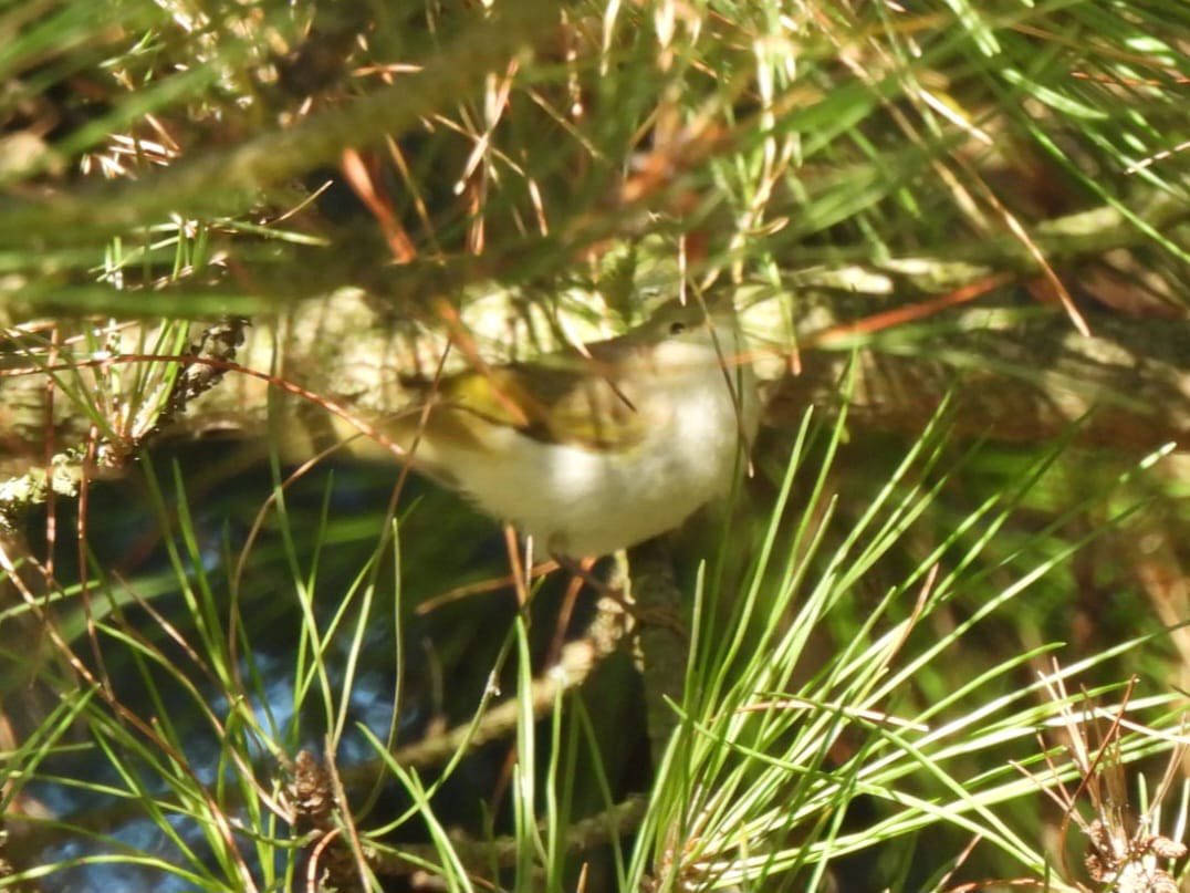 West Runton to Sheringham. This Western Bonelli’s Warbler caused an adrenaline rush. Freshly arrived and calling like mad from brambles before it showed well briefly in the hedgeline and then disappeared. Hats off to <a href="/MarkClements27/">Mark Clements</a> for the photo. Pleased he got there so quick!