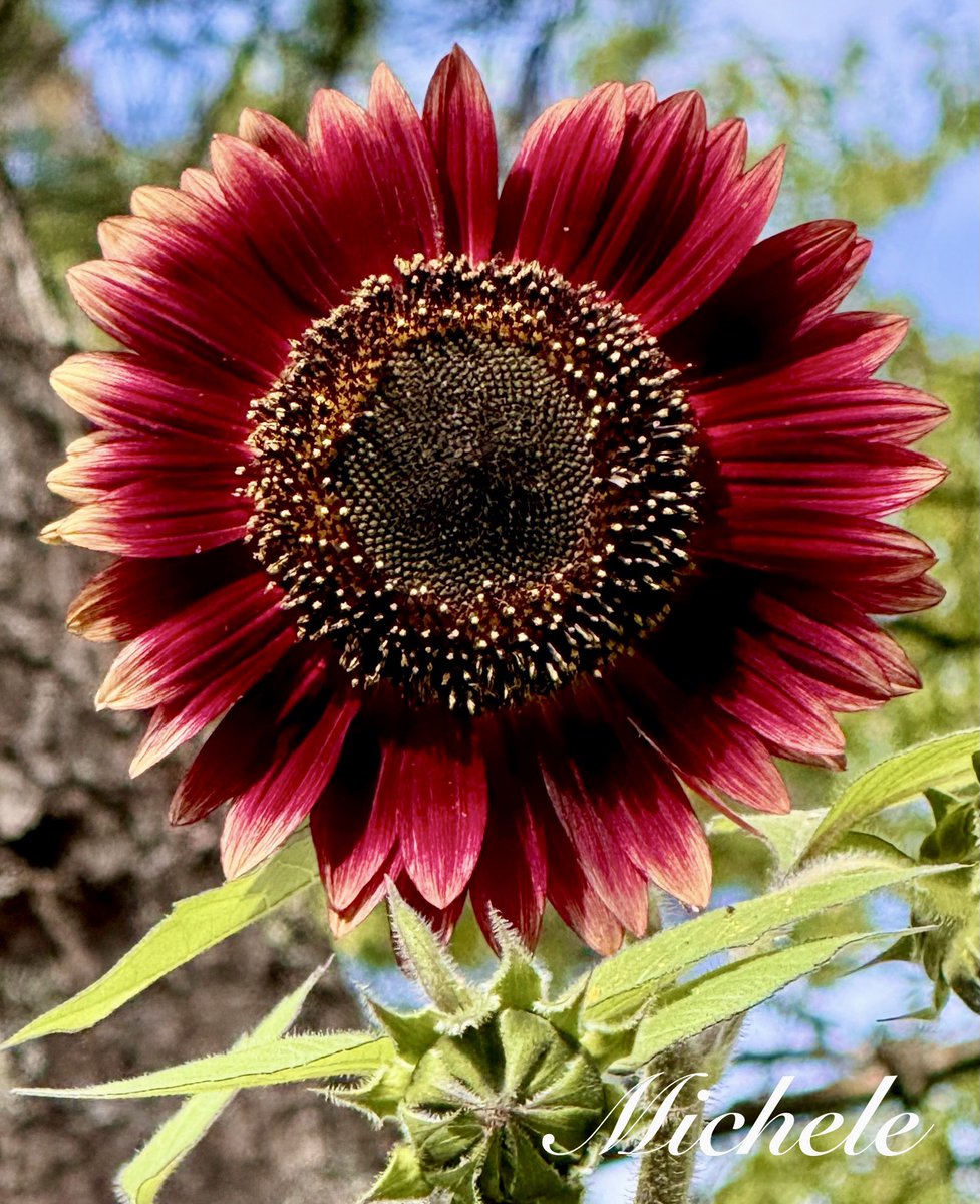 Happy Monday! She’s got some pretty colors going on! Enjoy your week! ♥️🩷🤎 #flowers #gardeningx #GardeningTwitter #garden #mygarden #MagentaMonday #FlowerPhotography #gardening #NatureBeauty #FlowersOnX #Colors