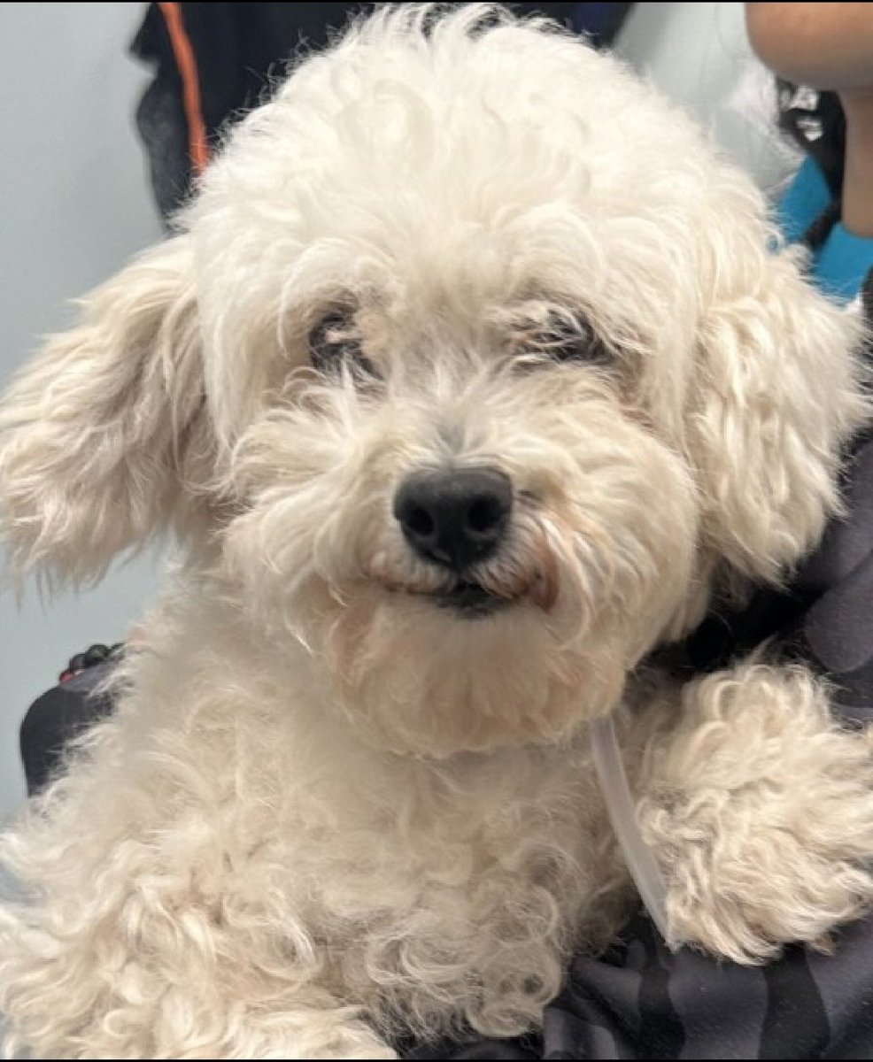 MorgFairsdogs's tweet image. Minnie 235743
#NewIntake #NYCACC 
#SaveOurSeniors #AdoptMe 
An adorable 9 lb, 13 yr old girl
A bit overwhelmed in shelter, is a cuddlebug outside
Sweet &amp;amp; social girl
Needs good home for her golden years!
nycacc.app/browse/235743
#Pledge4Rescue #foster #adopt