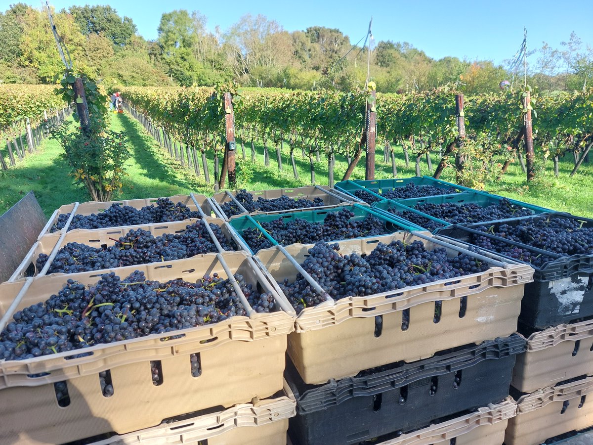 Help with Harvest. We are looking for volunteer help with our harvest at Wildwood. Weekends 20/21 Sept, 27/28 Sept and 4/5 Sept. For more details and availability sign up, click the link wildwoodvineyard.co.uk/service-page/h…