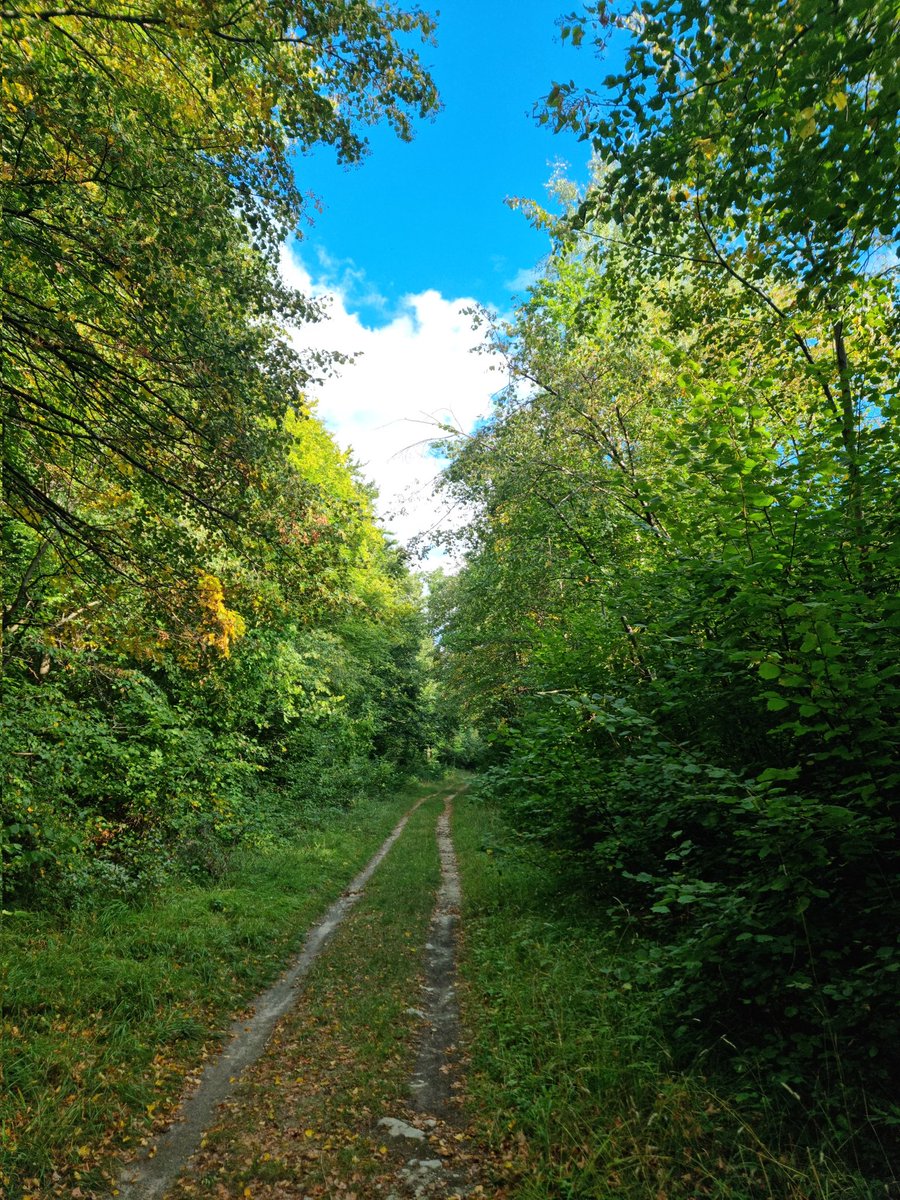 #chasseurdebeauté #foretdeChantilly