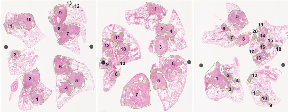 Now online in <a href="/CD_AACR/">Cancer Discovery</a>: An Autochthonous Model of Lung Cancer Identifies Requirements for Cellular Transformation in the Naked Mole-Rat - by Alyssa Shepard, Daniel Lester, <a href="/LabKissil/">My Lab</a>, and colleagues doi.org/10.1158/2159-8… <a href="/MoffittNews/">Moffitt Cancer Center</a>