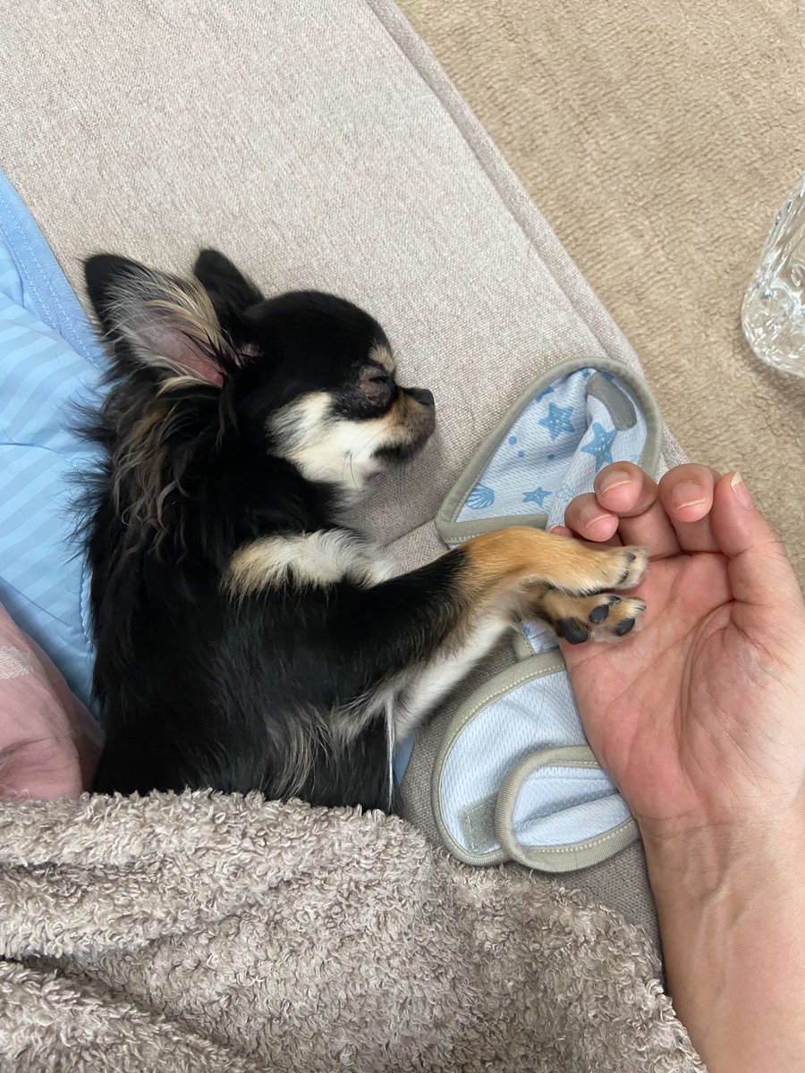 おてて離さないでね🐶
#チワワ #チワワ好き #チワワ党
#犬好きさんと繋がりたい
