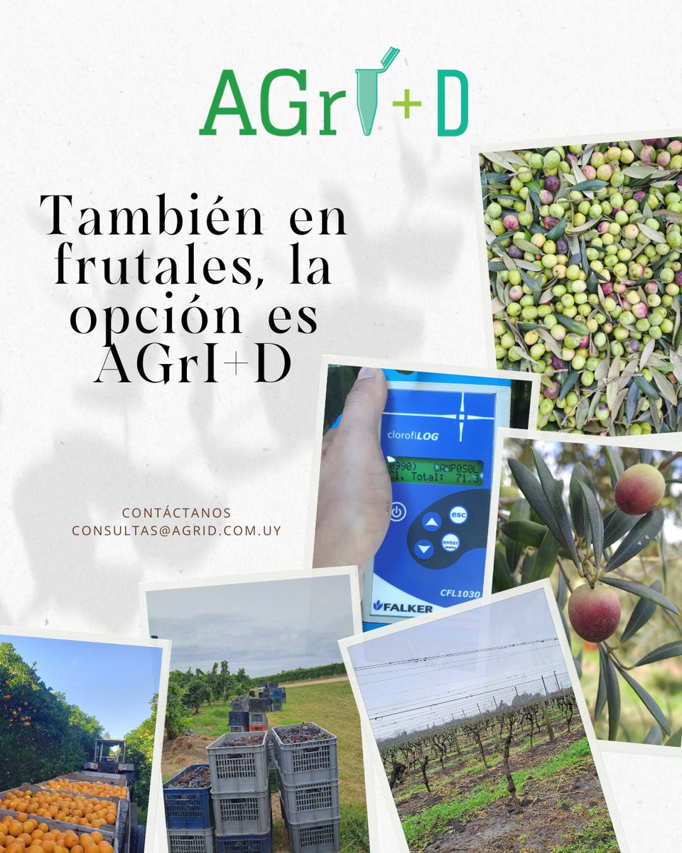 agriduy's tweet photo. 🌱Además de cultivos extensivos desarrollamos ensayos en frutales: cítricos, olivos y frutales de hoja caduca.

📊 Diseñamos y ejecutamos protocolos adaptados a cada cultivo, aportando datos objetivos que respaldan la toma de decisiones técnicas y comerciales. https://t.co/YqS0YCoMXq