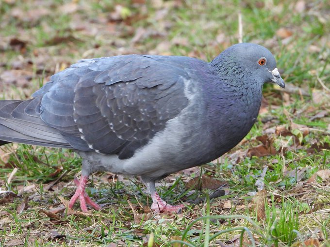 a_london_pigeon's tweet image. 📷  Justyna Borkowska @void_drifter_  #April2020 #Poland #feral_pigeon 
.
I looked at Justyna’s account and discovered that magpies love lactose-free cottage cheese. With a little trouble I can obtain lactose-free cottage cheese in the UK and indeed 'my' magpies do nibble at it.