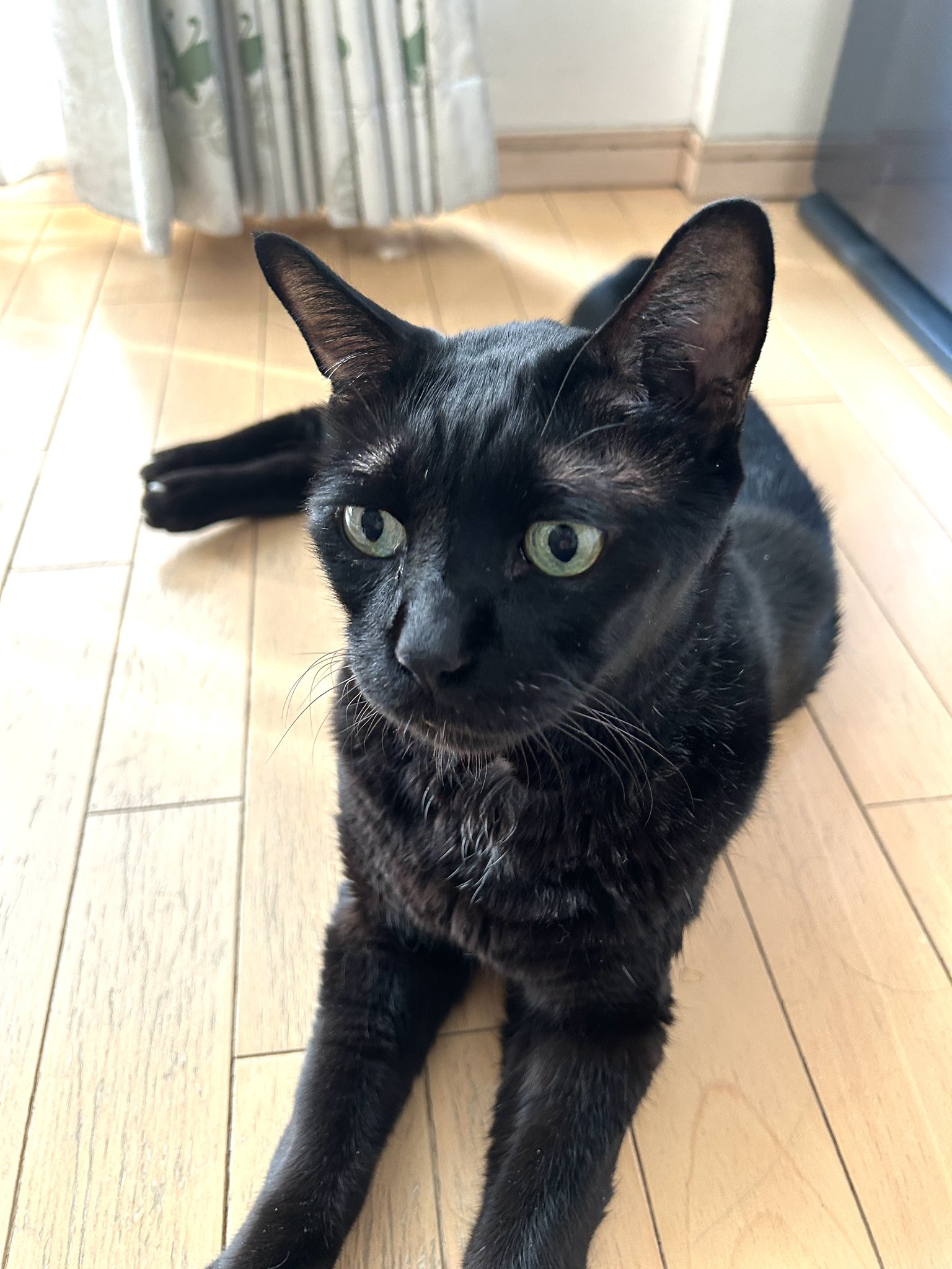 かずよん🐈‍⬛黒猫りゅう🔜9/23・そうさくマーケット3階わ09ab