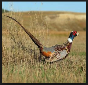 GooseHunterTV's tweet photo. SD 2025 will be a very good year for pheasant hunting according to state GFP 
https://t.co/Q9s78eQQFu #Pheasant https://t.co/nKWTio0a3I