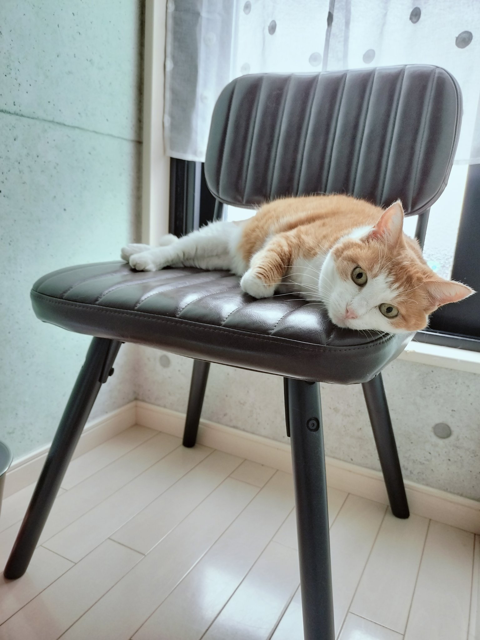 mannine 猫　お好きな方に mamu san on X: 
