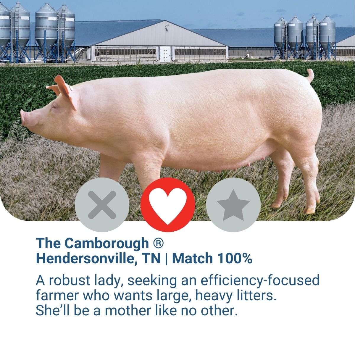 A robust lady, seeking an efficiency-focused farmer who wants large, heavy litters. She’ll be a mother like no other.

Meet your 100% match: bit.ly/47yX7jh

#PICGenetics #Camborough #YouveMatched #SwineGenetics