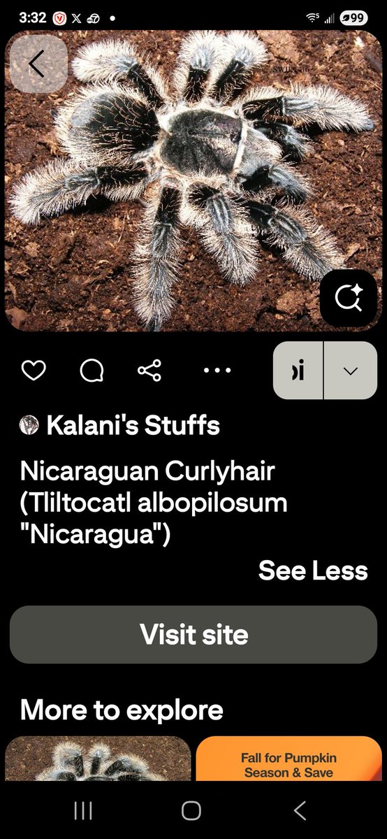 BunnieKat1962's tweet image. Look it at the pretty spider! Don't you want to pet it? Don't do it! Spiders hair can make you itchy! Just so you know! 
#Spiders