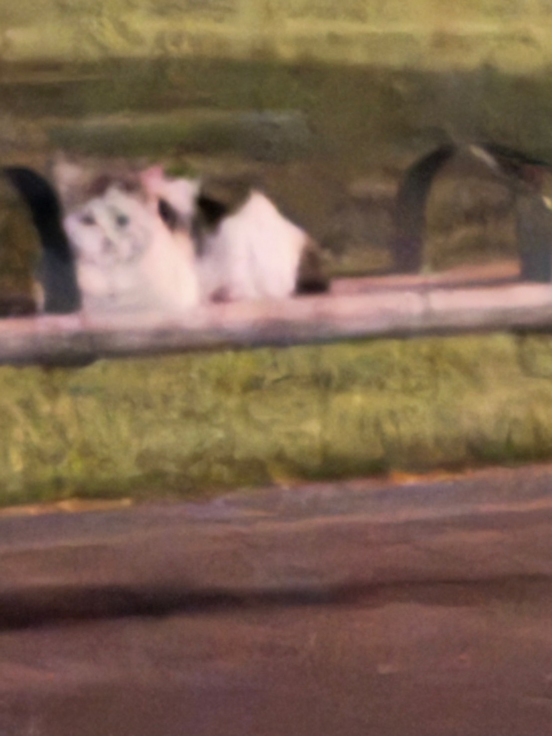 おにんぎょ屋　葉　ちび猫 激レア】おにんぎょ屋 葉 ちび猫 ② おにんぎょ屋