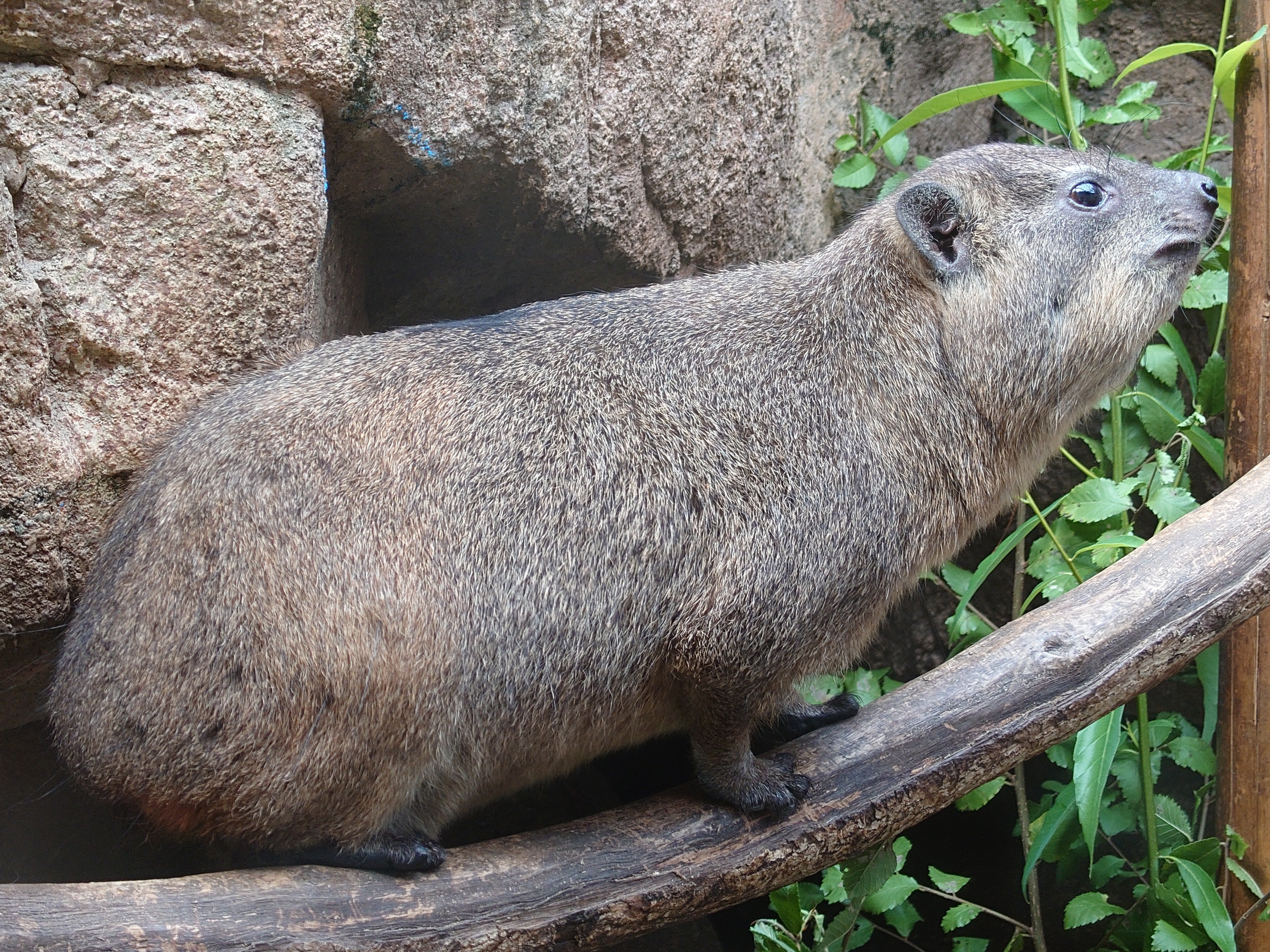 おかっぱ様 Book Vender Double Zip Hoodie (Logo /Ash) | COW