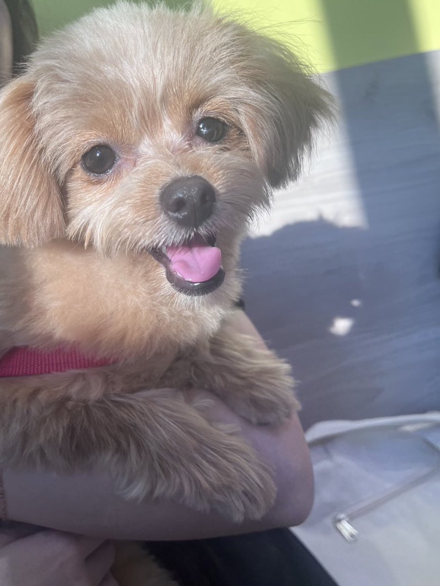 mochikome41928's tweet image. ママの姉と久々の再会にハイテンションなイッヌ🐶

#ポメプー #pomapoo #MIX犬 
#犬のいる暮らし #犬好きさんと繋がりたい