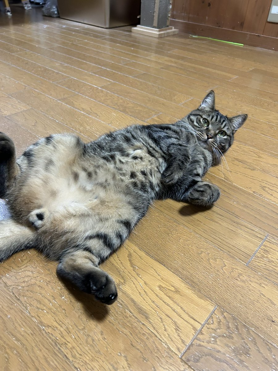 やまねこ♡　他の方はいいね、コメントご遠慮くださいね。 Kizineko-sama | 人間 見ている ネコを 見ている | Instagram