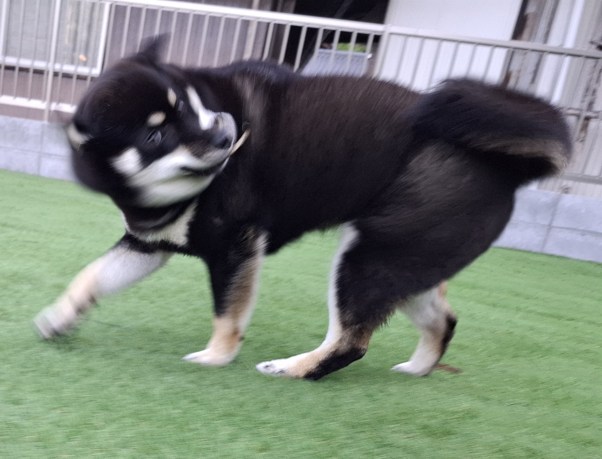 黒柴あおい様 最近の黒柴あおいの姿～柴犬ひなあおそら | 柴犬3兄弟ひなあお