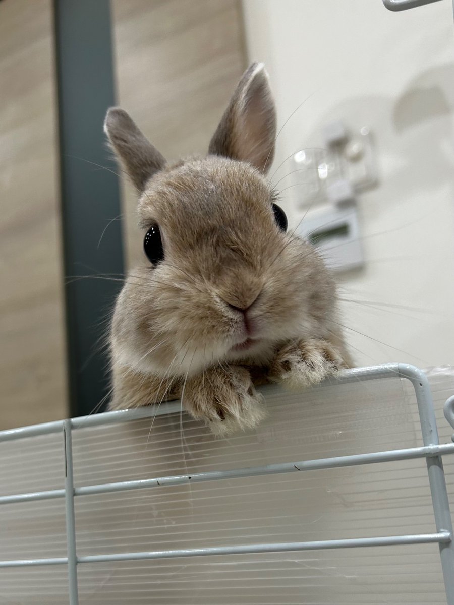 Here I am! 🐰🌸
