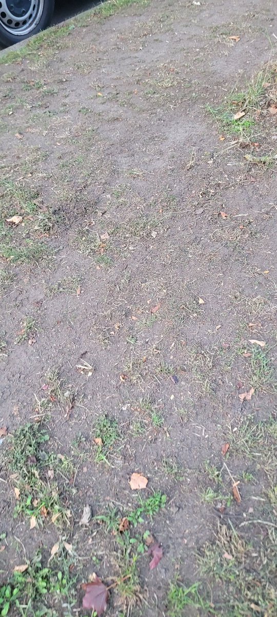 I see <a href="/LBofBromley/">Bromley Council</a> remains firmly committed to their hateful campaign against anything green or pleasant

Why trim the verge when you can reduce it to a dustbowl..