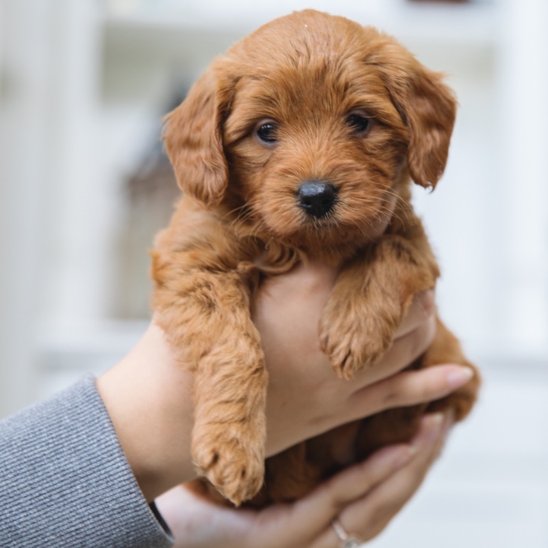 If the person you send this to doesn't reply in 30 seconds, they owe you a puppy.