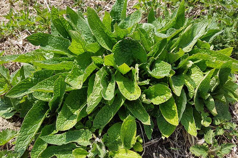 Gardeners_Path_'s tweet photo. How to Grow Comfrey in the Garden - Comfrey is a perennial herb that can be used to improve soil, attract pollinators, and as an herbal remedy to support healing. Learn more now on Gardener's Path. https://t.co/AKgq15B9Gf #comfrey https://t.co/dHvoVGYYvW