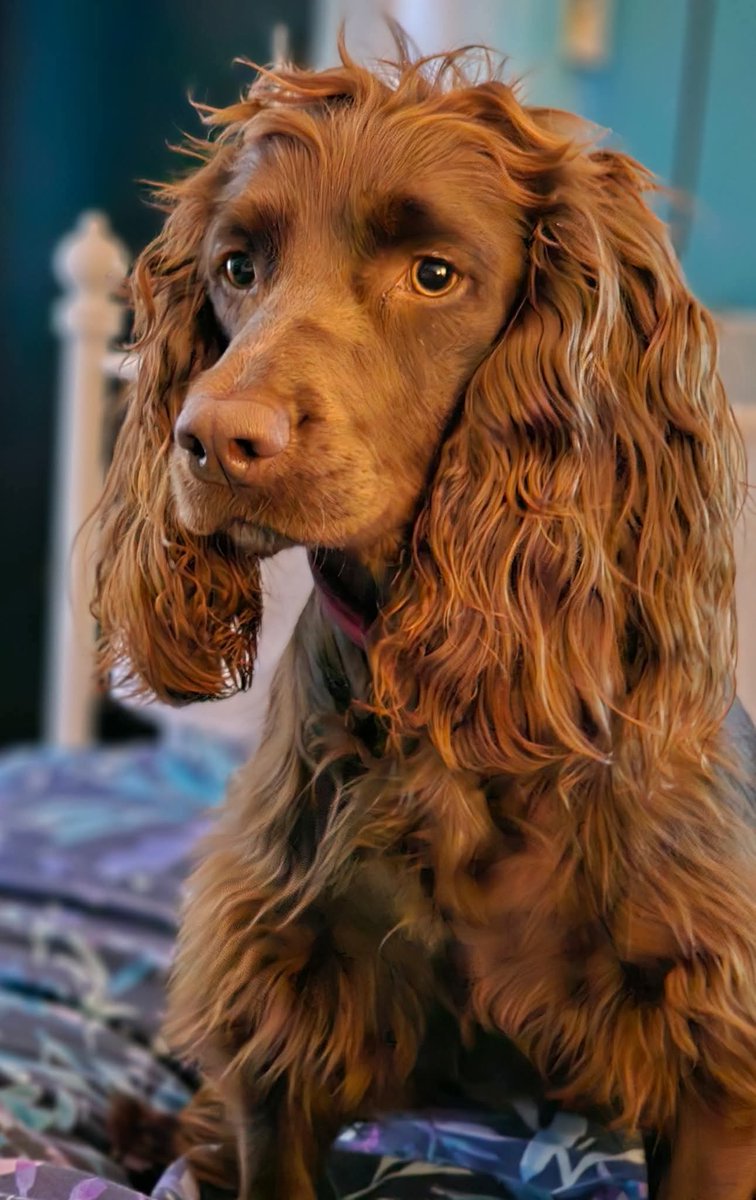 MissingPetsGB's tweet image. 🐕 BROWNIE is missing.
2 year old female chocolate cocker spaniel escaped today 8 September from home about 12pm in St Peters Road area #Plymouth #Devon #PL5
She is microchipped &amp;amp; was wearing a red collar with red bandana. 
Anyone sees her or finds her please contact asap.