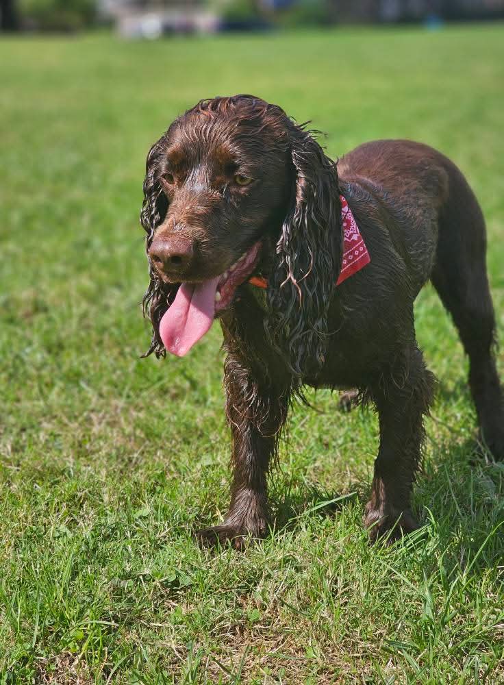 MissingPetsGB's tweet image. 🐕 BROWNIE is missing.
2 year old female chocolate cocker spaniel escaped today 8 September from home about 12pm in St Peters Road area #Plymouth #Devon #PL5
She is microchipped &amp;amp; was wearing a red collar with red bandana. 
Anyone sees her or finds her please contact asap.