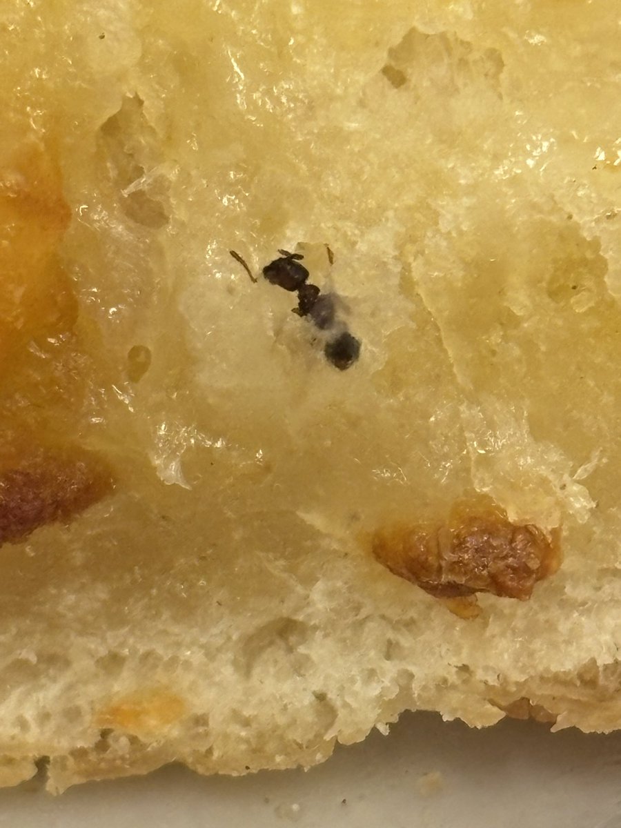 Cody Lafleur tweet media