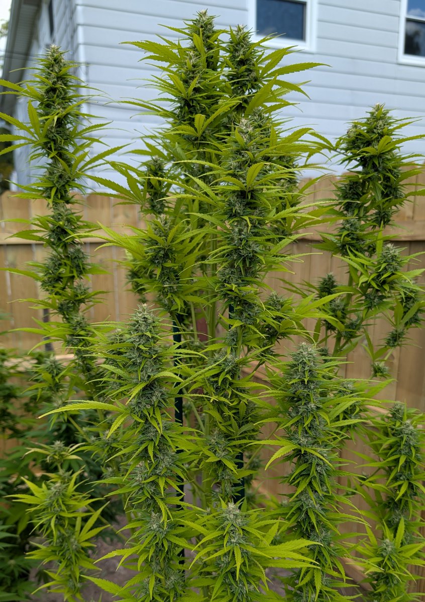 Hir3ling's tweet photo. What an interesting vertical stack. She's 4ft 8in tall from soil surface, has all the room to bush out and she grows like a skyscraper 😄 Another Monday feed of Easy Bloom from RQS. 

🌱 5 Alive from Homegrowncannabisco 😎👍

#lovewhatyougrow #growyourown #photoperiods https://t.co/7MY3hXVvM0