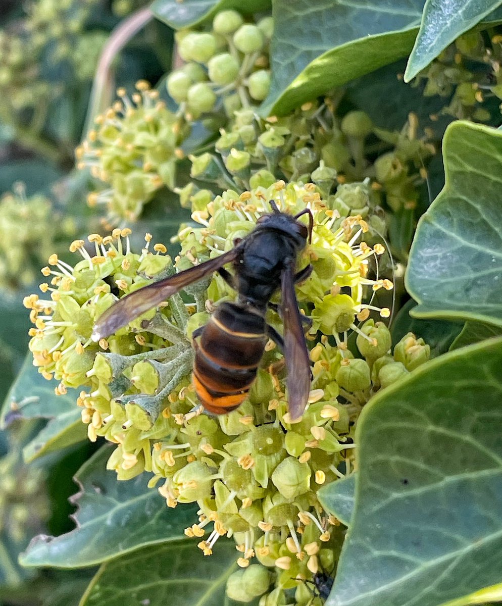 We have seen Asian Hornet in several places on the Normandy coast today. Ready to invade? Worrying